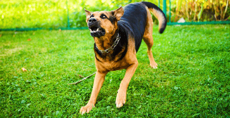 an aggressive dog in a yard